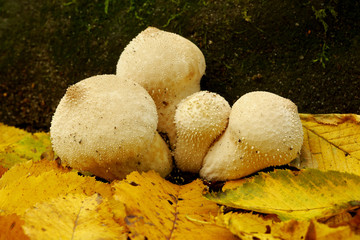 Autumn mushrooms in the forest, and in the leaves.