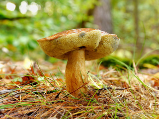 Autumn mushroom in the forest, and in the grass.