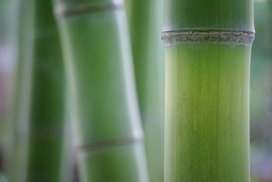 緑の竹林
