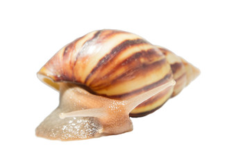 Snail isolated on white background.