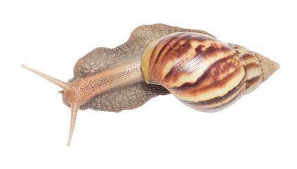 Snail isolated on white background.