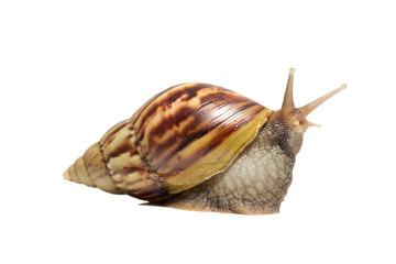 Snail isolated on white background.