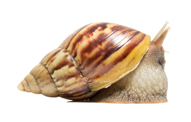 Snail isolated on white background.