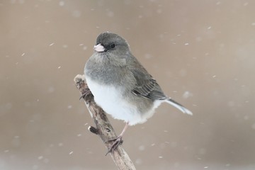 Junco On A Snow-covered Branch