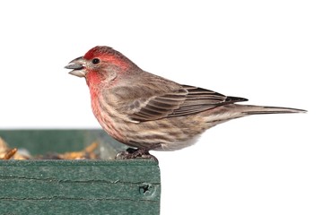 Male House Finch (Carpodacus mexicanus)