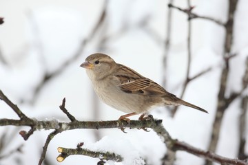 House Sparrow in Winter