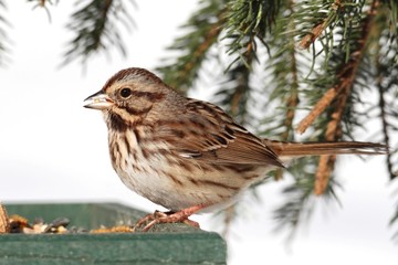 Sparrow In Snow