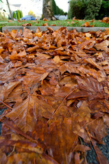 Fall in suburbs of Seattle