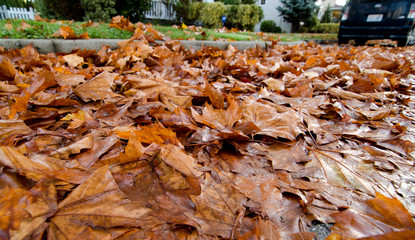 Road covered by fallen leaves