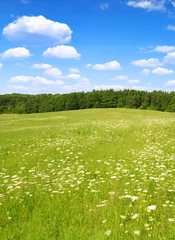 Tuinposter Spring meadow with blue sky © vencav