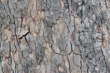 Maple Tree Bark Close-up