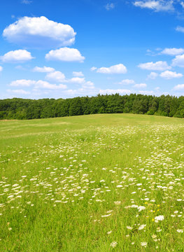 Fototapeta Spring meadow with blue sky