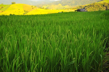 Obraz na płótnie Canvas Rice Paddy Fields