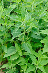 erusalem artichoke leaves in nature