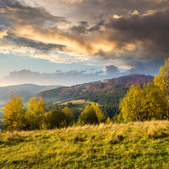 yellow trees on hillside on mountain background at sunrise