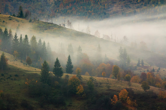 Fototapeta foggy mountain forest