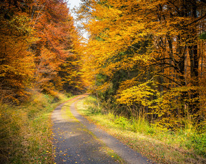 Fototapeta premium Autumn forest