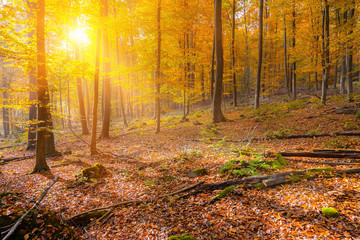 Sunny autumn forest