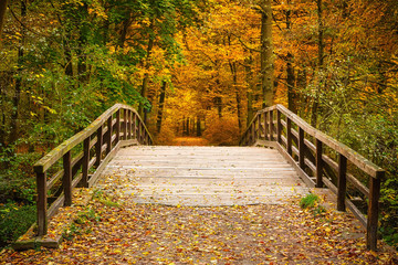 Naklejka premium Bridge in autumn forest