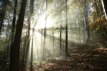 Sunbeams enter the misty autumn forest at dawn