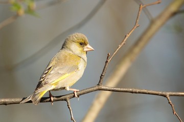 Greenfinch (Carduelis chloris) on a branch
