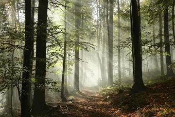 Tuinposter Bestsellers Landschappen Bospad omgeven door mist in de zon