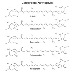 Structural formulas of plant pigments - carotenoids xanthophylls
