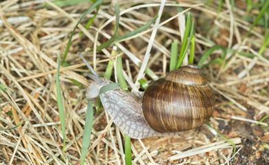 Burgundi snail or Escargot, Helix pomatia on grass