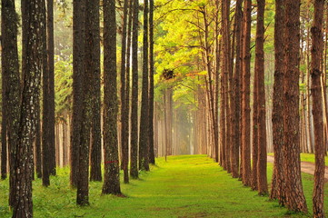 Pine Tree Forests in Autumn Season
