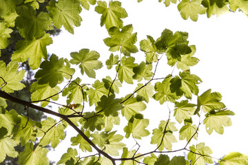green leaves background