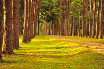 Pine Tree Forests in Autumn Season