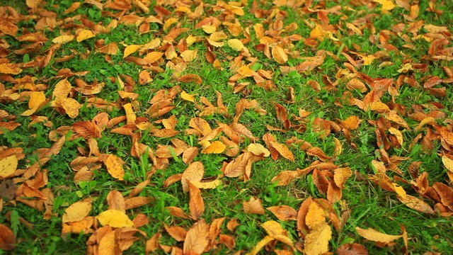 Autumn colored leaves on green grass in park
