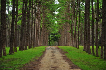 Pine Tree Forests in Autumn Season