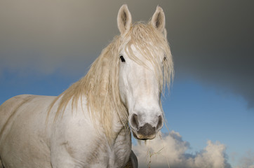 Ritratto di un cavallo bianco - stallone