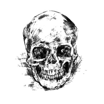 Drawing human skull on white