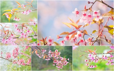 Cherry Blossom and sakura