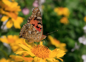 Cardinal butterfly sitting on yellow flower
