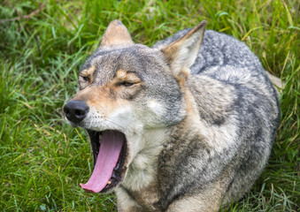 Naklejka na ściany i meble wolf portrait with open mouth - yawning