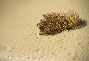 desert