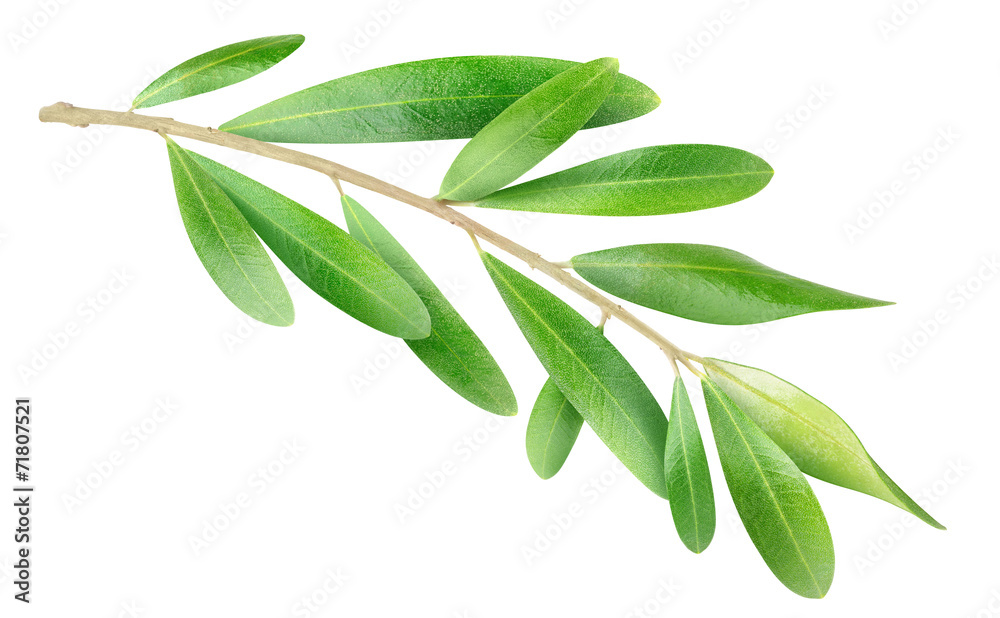 Poster Isolated branch. Olive tree branch with green leaves isolated on white, with clipping path