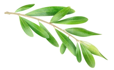 Papier Peint photo Autocollant Olivier Branche isolée. Branche d& 39 olivier avec des feuilles vertes isolées sur blanc, avec un tracé de détourage