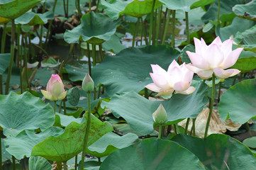 pink lotus and leaves