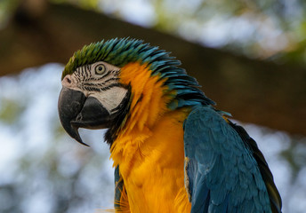 Blue-and-yellow Macaw in Guadeloupe