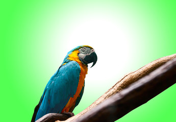 Colourful parrot bird sitting on the perch