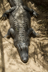 crocodile