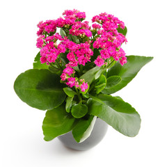 Kalanchoe