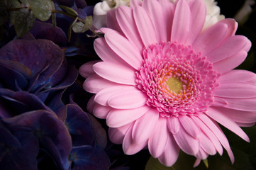 Bright pink chrysanthemum in a bouquet 2
