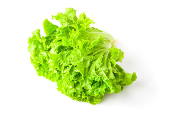 Lettuce leaves green