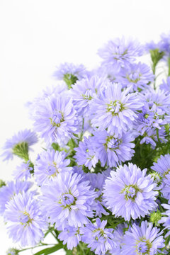 キダチコンギク Images Browse 12 Stock Photos Vectors And Video Adobe Stock