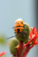 Jewel Bugs (Family Scutelleridae)
